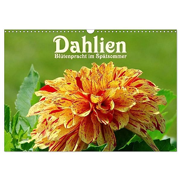 Dahlien - Blütenpracht im Spätsommer (Wandkalender 2024 DIN A3 quer), CALVENDO Monatskalender, LianeM