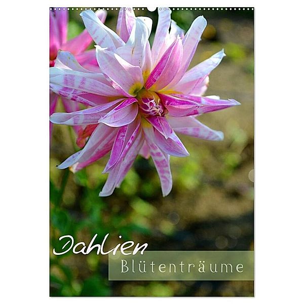 Dahlien - Blütenträume (Wandkalender 2024 DIN A2 hoch), CALVENDO Monatskalender, Ulrike Kröll