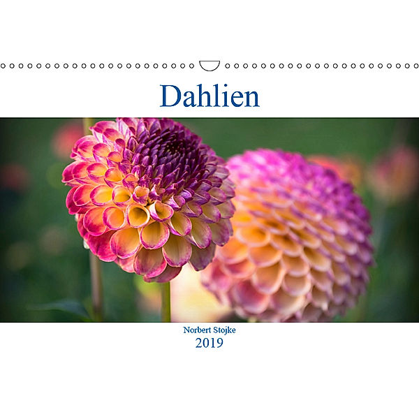 Dahlien - Blumenwunder der Natur (Wandkalender 2019 DIN A3 quer), Norbert Stojke