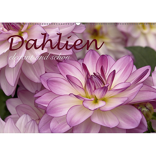 Dahlien - elegant und schön (Wandkalender 2019 DIN A2 quer), Joachim Barig
