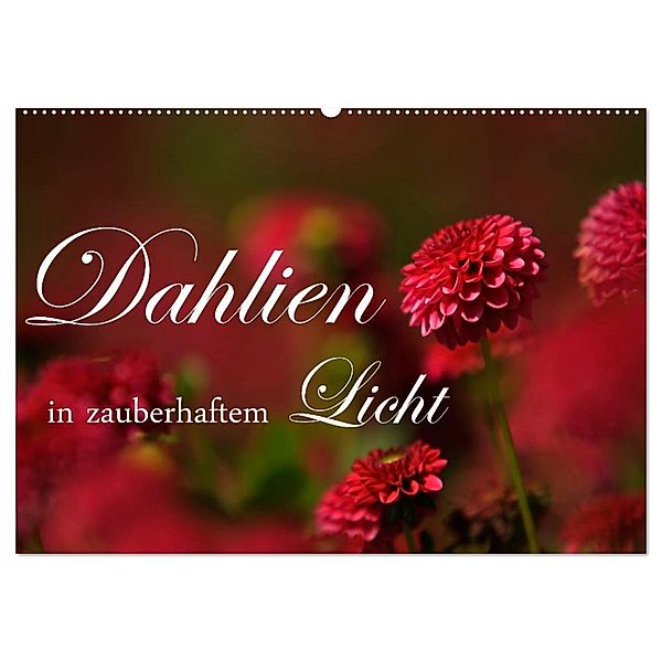 Dahlien in zauberhaftem Licht (Wandkalender 2024 DIN A2 quer), CALVENDO Monatskalender, Brigitte Stehle