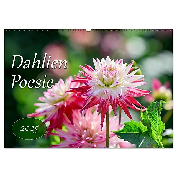 Dahlien Poesie (Wandkalender 2025 DIN A2 quer), CALVENDO Monatskalender, Calvendo, Rainer Plett