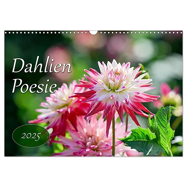 Dahlien Poesie (Wandkalender 2025 DIN A3 quer), CALVENDO Monatskalender, Calvendo, Rainer Plett
