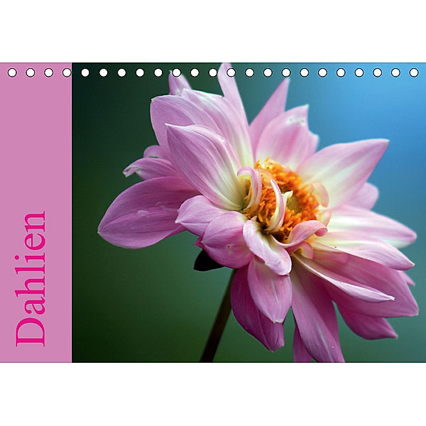 Dahlien (Tischkalender 2019 DIN A5 quer), Sabine Menz