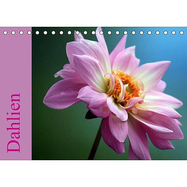 Dahlien (Tischkalender 2023 DIN A5 quer), Sabine Menz
