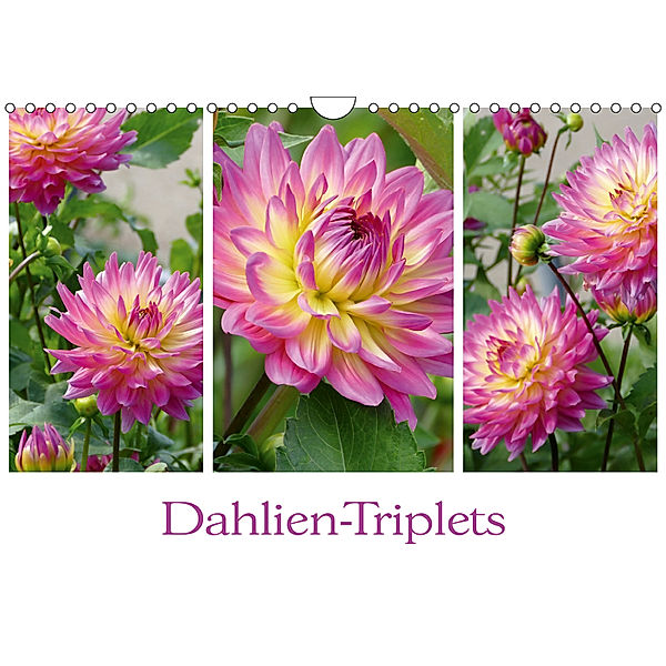 Dahlien-Triplets (Wandkalender 2019 DIN A4 quer), Christine B-B Müller