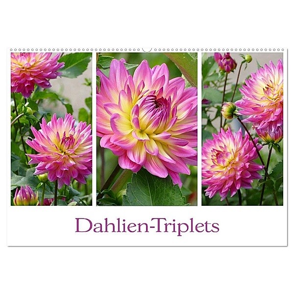 Dahlien-Triplets (Wandkalender 2024 DIN A2 quer), CALVENDO Monatskalender, Christine B-B Müller