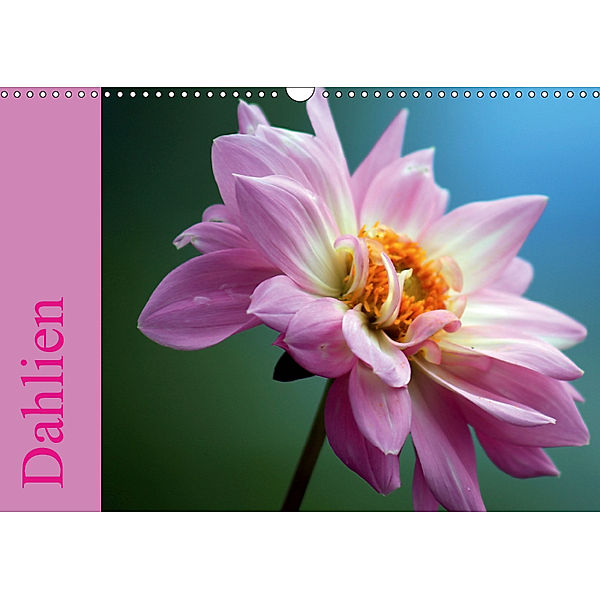 Dahlien (Wandkalender 2019 DIN A3 quer), Sabine Menz