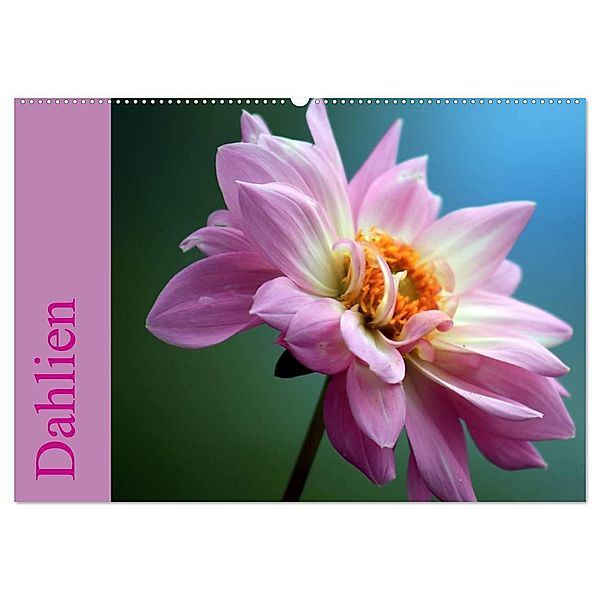 Dahlien (Wandkalender 2024 DIN A2 quer), CALVENDO Monatskalender, Sabine Menz