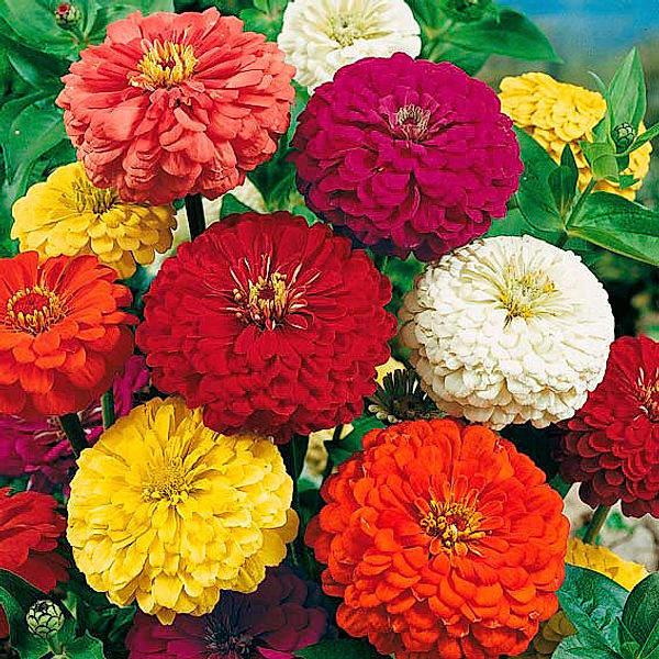 Dahlienblütige Riesen-Zinnien Samen-Mischung