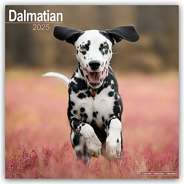 Dalmatian - Dalmatiner 2025 - 16-Monatskalender, Avonside Publishing Ltd.