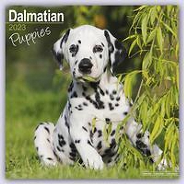 Dalmatian Puppies - Dalmatiner Welpen 2023 - 16-Monatskalend