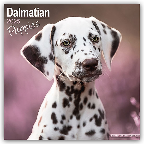 Dalmatian Puppies - Dalmatiner Welpen 2025 - 16-Monatskalender, Avonside Publishing Ltd.