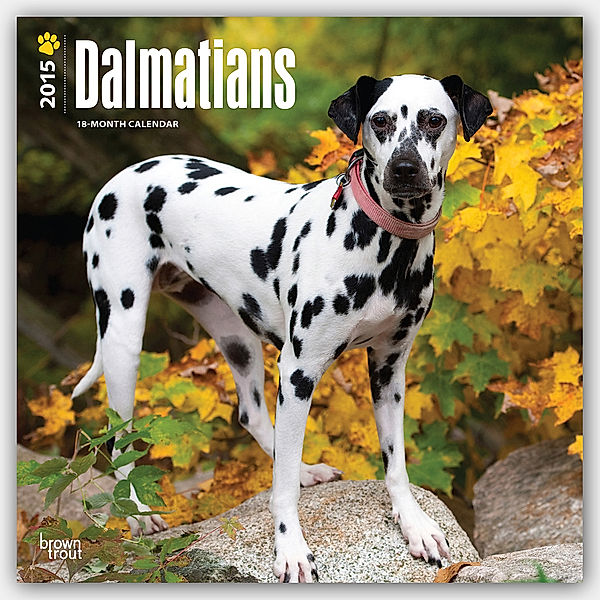 Dalmatians, Broschürenkalender 2015
