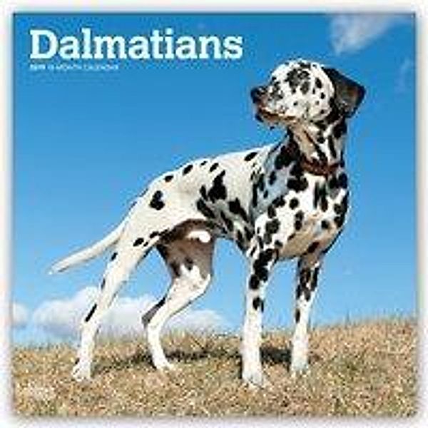 Dalmatians - Dalmatiner 2019 - 18-Monatskalender mit freier