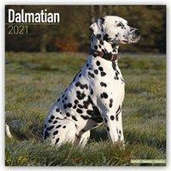 Dalmatians - Dalmatiner 2021 - 16-Monatskalender mit freier DogDays-App, Dalmatians 2021