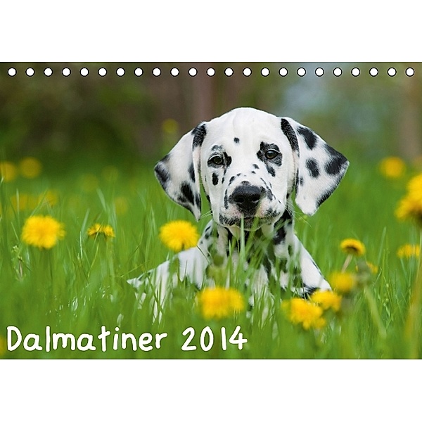 Dalmatiner 2014 (Tischkalender 2014 DIN A5 quer), Judith Dzierzawa