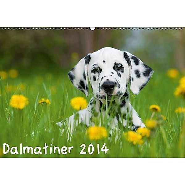 Dalmatiner 2014 (Wandkalender 2014 DIN A2 quer), Judith Dzierzawa