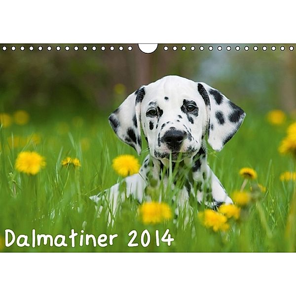 Dalmatiner 2014 (Wandkalender 2014 DIN A4 quer), Judith Dzierzawa