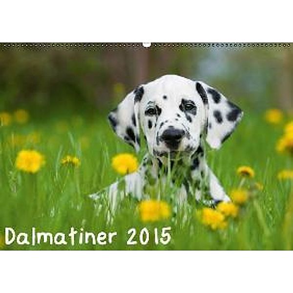 Dalmatiner 2015 (Wandkalender 2015 DIN A2 quer), Judith Dzierzawa