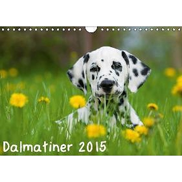 Dalmatiner 2015 (Wandkalender 2015 DIN A4 quer), Judith Dzierzawa