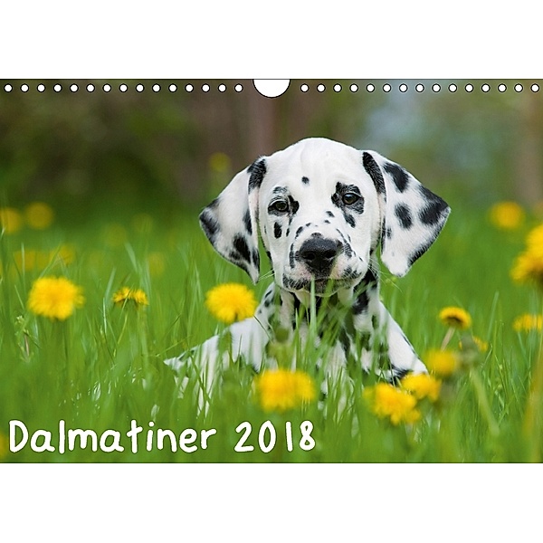 Dalmatiner 2018 (Wandkalender 2018 DIN A4 quer), Judith Dzierzawa