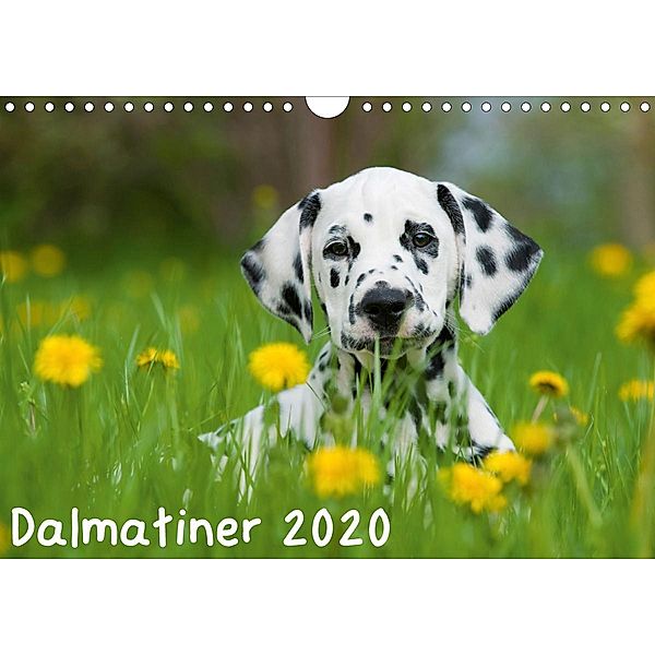 Dalmatiner 2020 (Wandkalender 2020 DIN A4 quer), Judith Dzierzawa