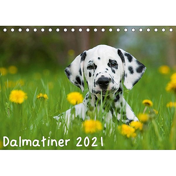 Dalmatiner 2021 (Tischkalender 2021 DIN A5 quer), Judith Dzierzawa