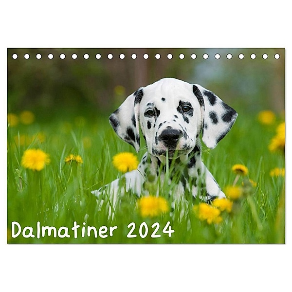 Dalmatiner 2024 (Tischkalender 2024 DIN A5 quer), CALVENDO Monatskalender, Judith dzierzawa
