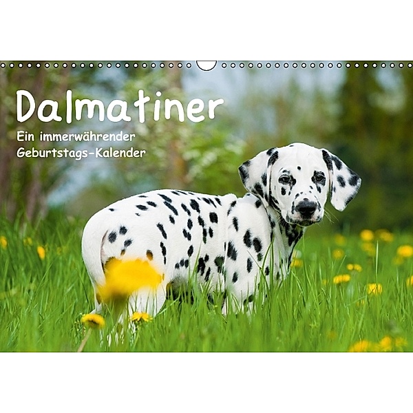 Dalmatiner - Ein immerwährender Geburtstags-Kalender (Wandkalender immerwährend DIN A3 quer), Judith Dzierzawa
