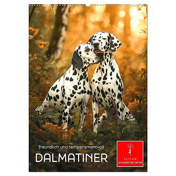Dalmatiner - freundlich und temperamentvoll (Wandkalender 2025 DIN A2 hoch), CALVENDO Monatskalender, Calvendo, Peter Roder