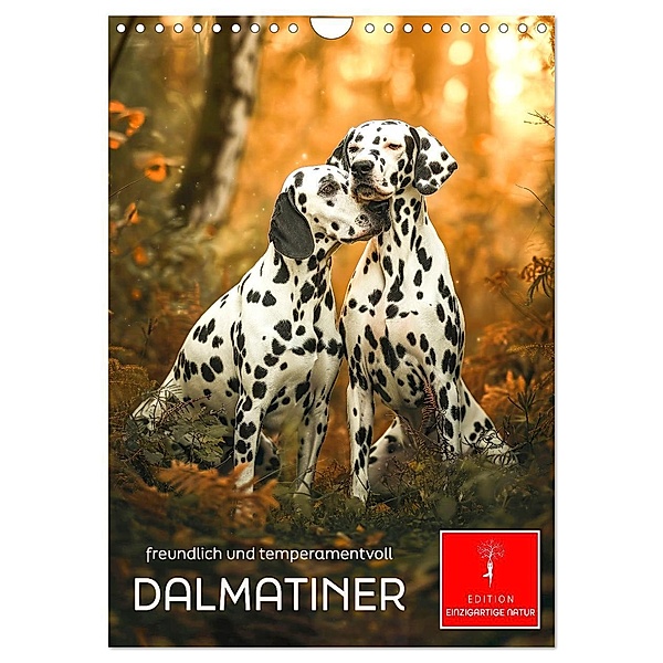 Dalmatiner - freundlich und temperamentvoll (Wandkalender 2025 DIN A4 hoch), CALVENDO Monatskalender, Calvendo, Peter Roder