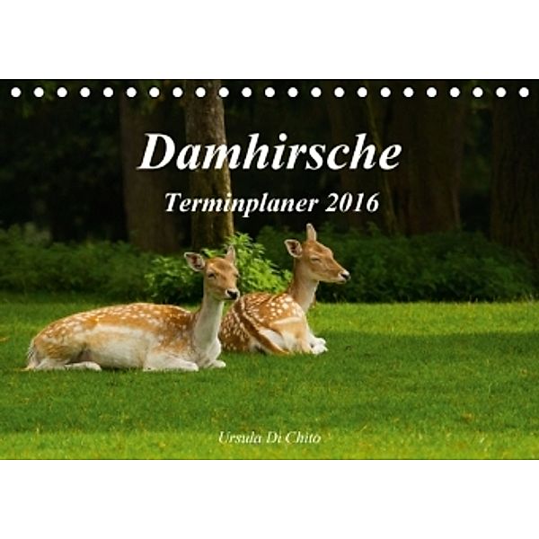 Damhirsche (Tischkalender 2016 DIN A5 quer), Ursula Di Chito
