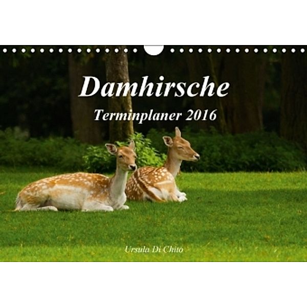 Damhirsche (Wandkalender 2016 DIN A4 quer), Ursula Di Chito