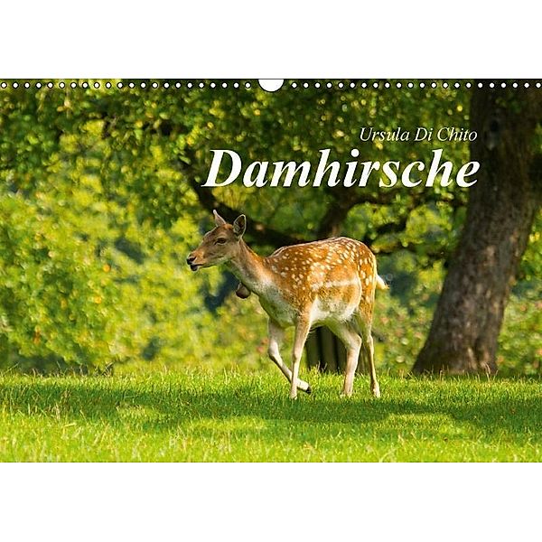 Damhirsche (Wandkalender 2017 DIN A3 quer), Ursula Di Chito