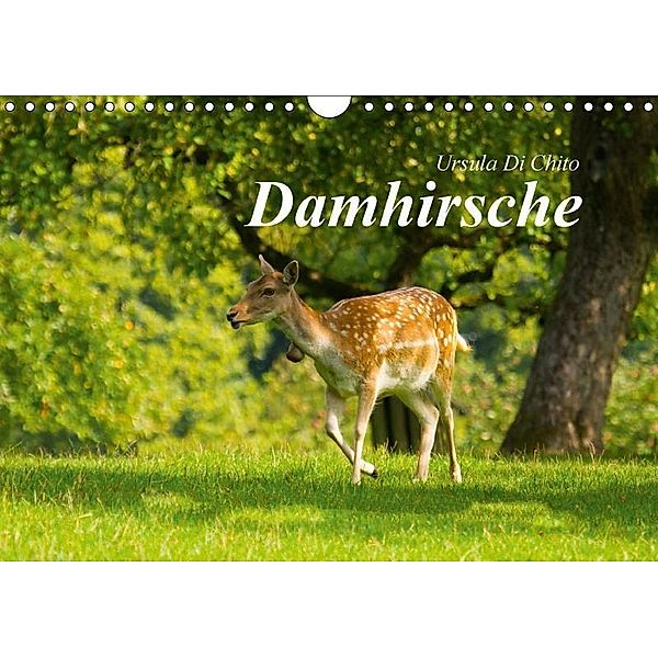 Damhirsche (Wandkalender 2017 DIN A4 quer), Ursula Di Chito
