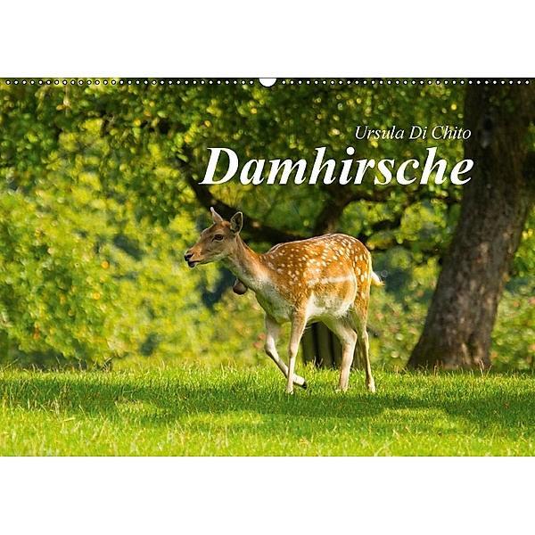 Damhirsche (Wandkalender 2018 DIN A2 quer), Ursula Di Chito