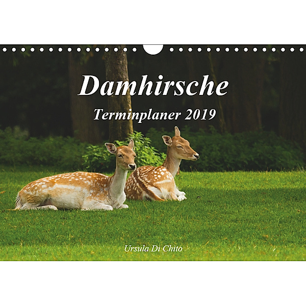 Damhirsche (Wandkalender 2019 DIN A4 quer), Ursula Di Chito