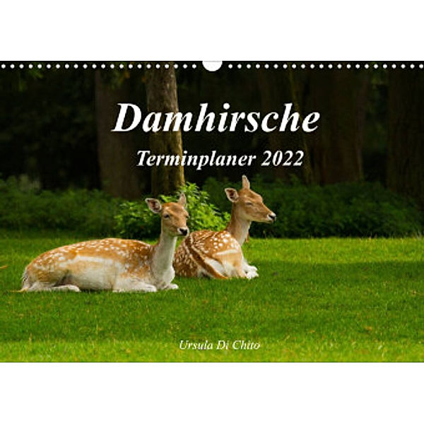 Damhirsche (Wandkalender 2022 DIN A3 quer), Ursula Di Chito