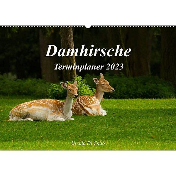 Damhirsche (Wandkalender 2023 DIN A2 quer), Ursula Di Chito