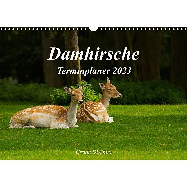 Damhirsche (Wandkalender 2023 DIN A3 quer), Ursula Di Chito