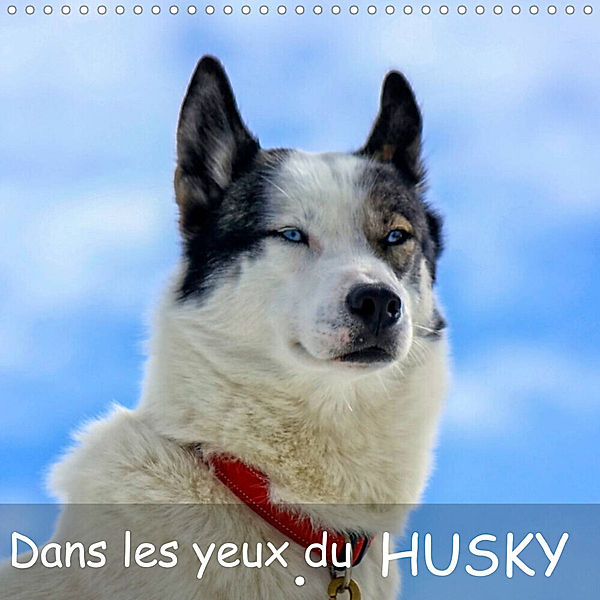 Dans les yeux du husky (Calendrier mural 2023 300 × 300 mm Square), Elena Duvernay