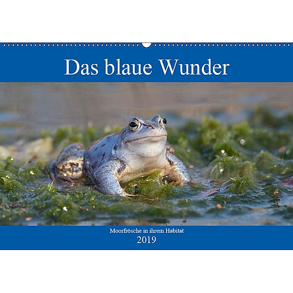 Das blaue Wunder - Moorfrösche in ihrem Habitat (Wandkalender 2019 DIN A2 quer), Sabine Grahneis