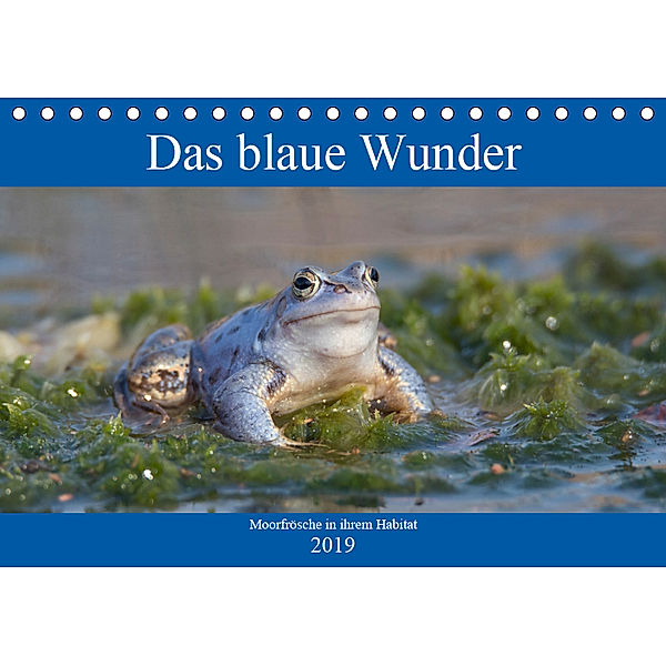 Das blaue Wunder - Moorfrösche in ihrem Habitat (Tischkalender 2019 DIN A5 quer), Sabine Grahneis
