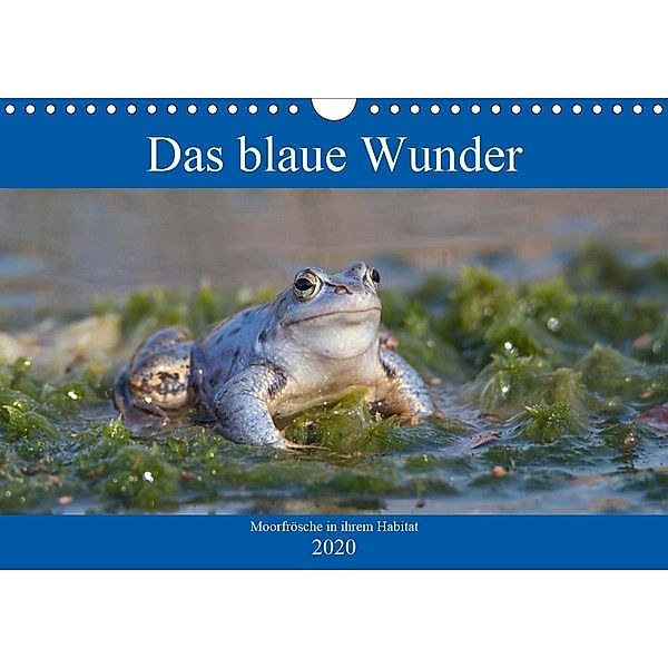 Das blaue Wunder - Moorfrösche in ihrem Habitat (Wandkalender 2020 DIN A4 quer), Sabine Grahneis