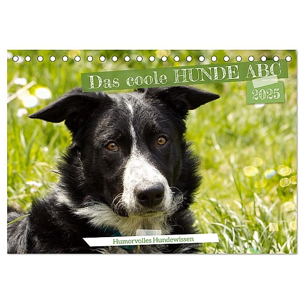 Das coole Hunde ABC (Tischkalender 2025 DIN A5 quer), CALVENDO Monatskalender, Calvendo, Sabine Löwer