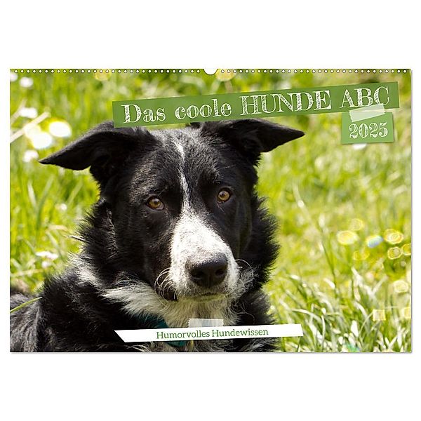 Das coole Hunde ABC (Wandkalender 2025 DIN A2 quer), CALVENDO Monatskalender, Calvendo, Sabine Löwer