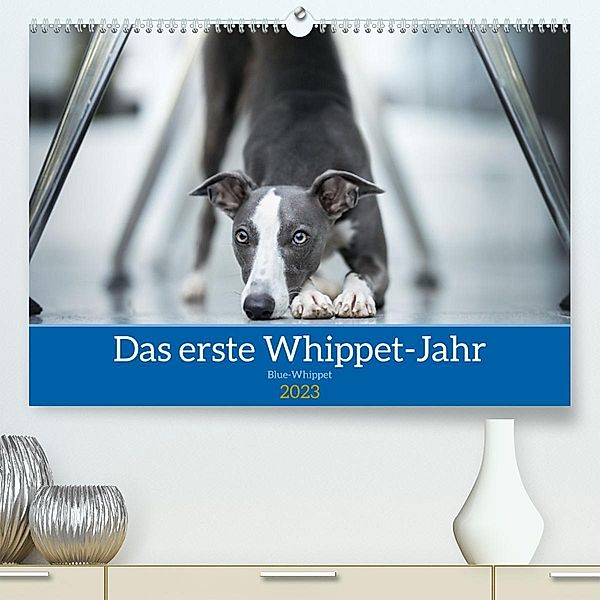 Das erste Whippet-Jahr (Premium, hochwertiger DIN A2 Wandkalender 2023, Kunstdruck in Hochglanz), Nicola Kassat Fotografie