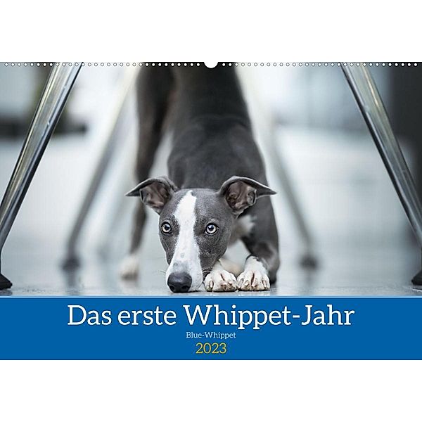 Das erste Whippet-Jahr (Wandkalender 2023 DIN A2 quer), Nicola Kassat Fotografie