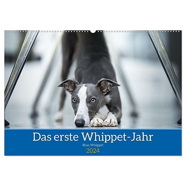 Das erste Whippet-Jahr (Wandkalender 2024 DIN A2 quer), CALVENDO Monatskalender, Nicola Kassat Fotografie